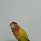 روز