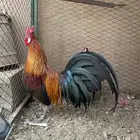 طقم دجاج فونكس فاخر