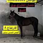 حصان انقليزي ورق للبيع