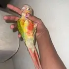 كنيور اليف متكلم
