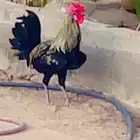 ديك فخم للبيع مكة المكرمة