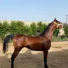 حصان واهو