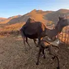 خلفه ناتج اليوم للببع