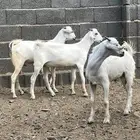 جفران (تيوس) للبيع