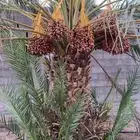 نخلة ونانه للبيع مرفقه بالصور