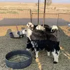 بهم نجد