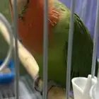 ذكر روز اليف