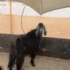 تيس فحل عارضي