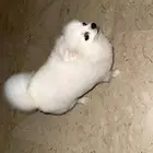 كلب يومارينيان للبيع