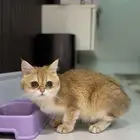 انثى بيرتيش صغيرة