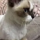 قطة منقذة للتبني