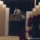 ايواء خيل. الموقع مكه المكرمه   الحسينيه
