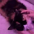 قطط