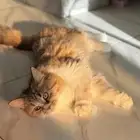 قطه تحب العب
