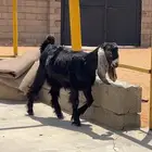 جفره عارضيه