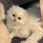 قطة هاف بيكي فيس