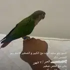 كنيور يلو سايد أليف