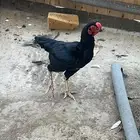 دجاج باكستاني