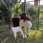 بورقت اصل تحتها تيس