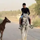 فرس شعبيه  مهر