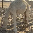 حوار لباني العمر خمس شهور للبيع