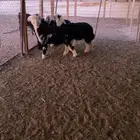 خروفين ورخلين نجد ظهورها على حد الغلاق