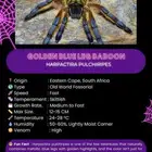 Golden Blue Leg Tarantula