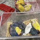 فروخ روز تصانيف كفو