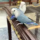 زوج روز منتج والليف