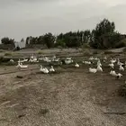 وز للبيع العدد 20