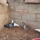 حمام فرنسي