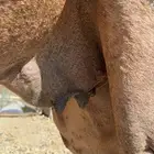 ناقه دهما للبيع مدني ( عادي )