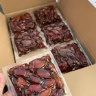 صفري بيشة