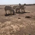 حريات مولده