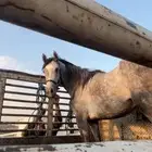 حصان شعبي