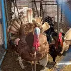 ديك رومي حجم و وزن مشاءالله
