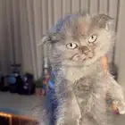 قطه سكوتش فولد
