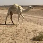 عشرا نصوف