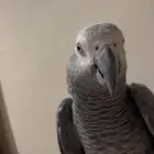 كاسكو اليف جدا