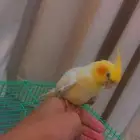 تم البيع ببغاء كروان