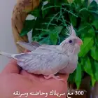 فروخ كروان   روز
