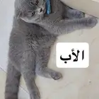قط سكوتش فولد تايقر ذكر