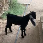 تيس مشروع فحل