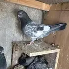 حمام بكستاني دابولا