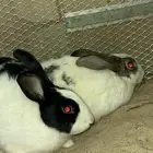 للبيع زوج أرانب