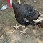 دجاج رومي