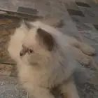قط هملايا