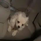 كلب صغير