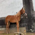 يوجد مهرات البيع