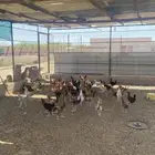 دجاج بلدي